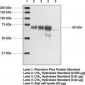 LTA4H / LTA4 Antibody